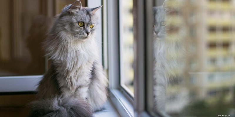 Do Cats Truly Miss Their Owners? Understanding Feline Attachment