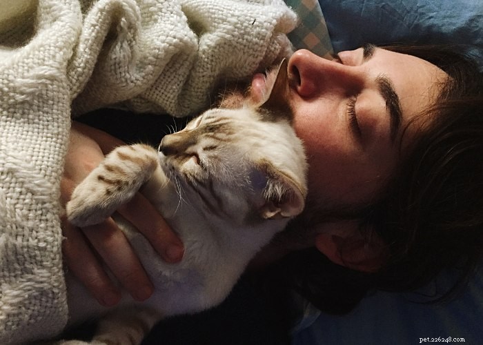 Do Cats Truly Miss Their Owners? Understanding Feline Attachment
