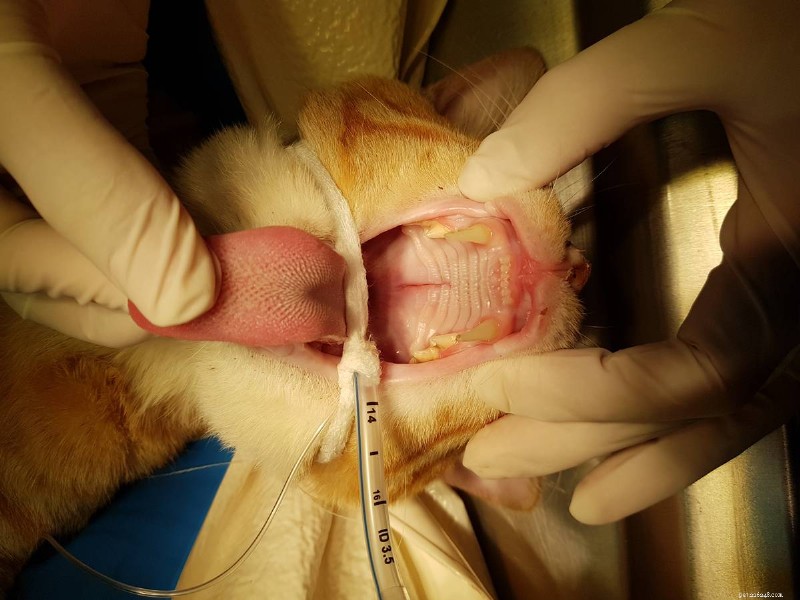 Cleft Palate in Cats: Causes, Symptoms, and Effective Treatments