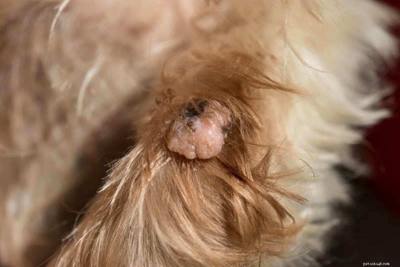 Understanding Cat Papillomas: Types, Causes, and Effective Treatments
