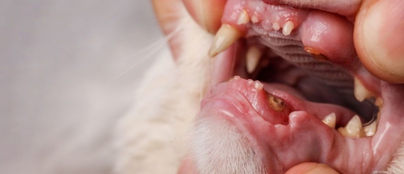 Cat Dental Abscesses: Causes, Symptoms & Proven Treatments
