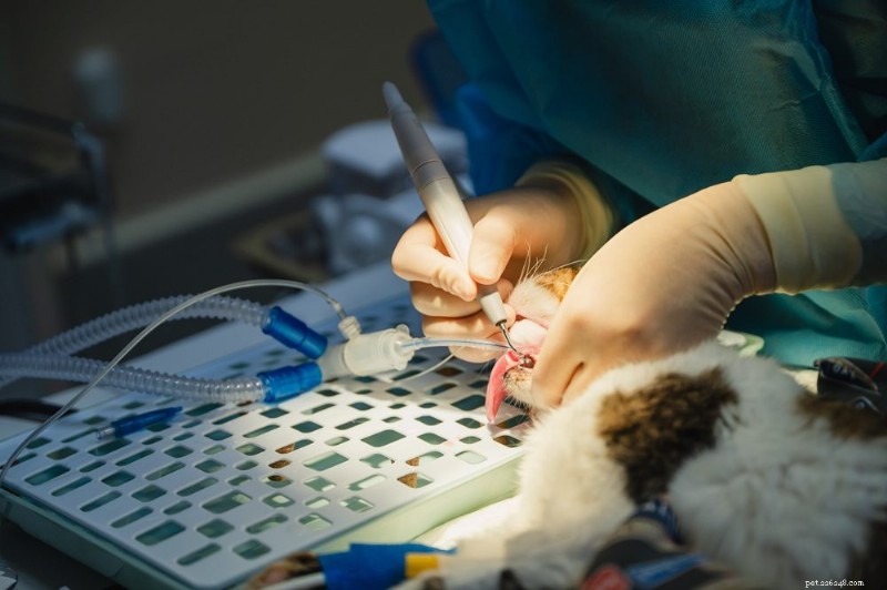 Cat Dental Abscesses: Causes, Symptoms & Proven Treatments