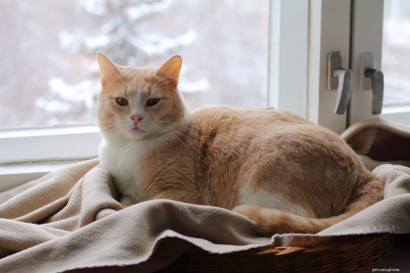 Do Cats Survive the Cold? Essential Tips for Keeping Them Safe