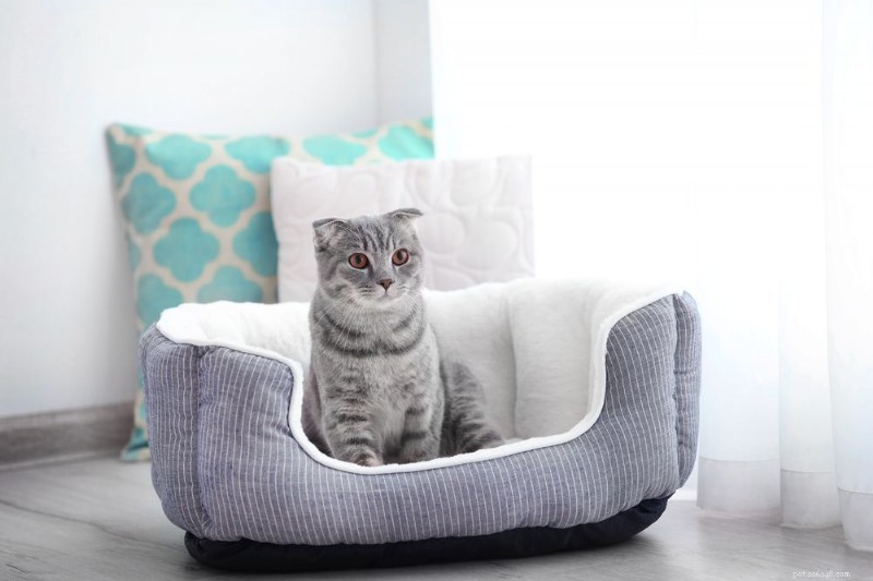 Do Cats Survive the Cold? Essential Tips for Keeping Them Safe