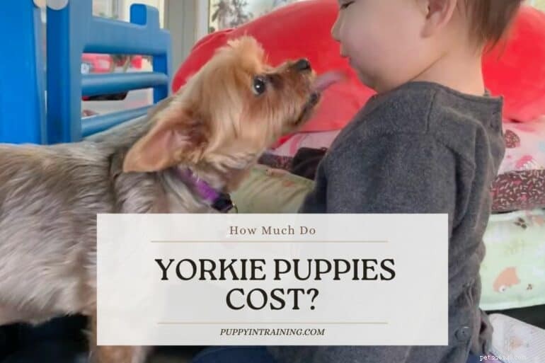 Yorkshire Terrier Puppies: Price Guide & What to Expect