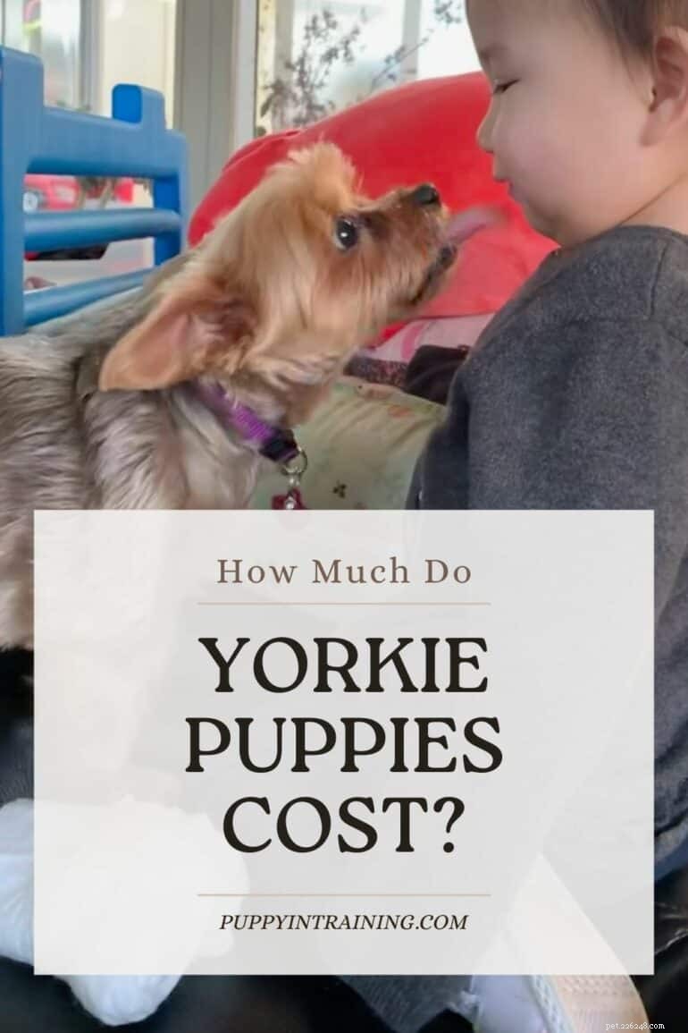 Yorkshire Terrier Puppies: Price Guide & What to Expect