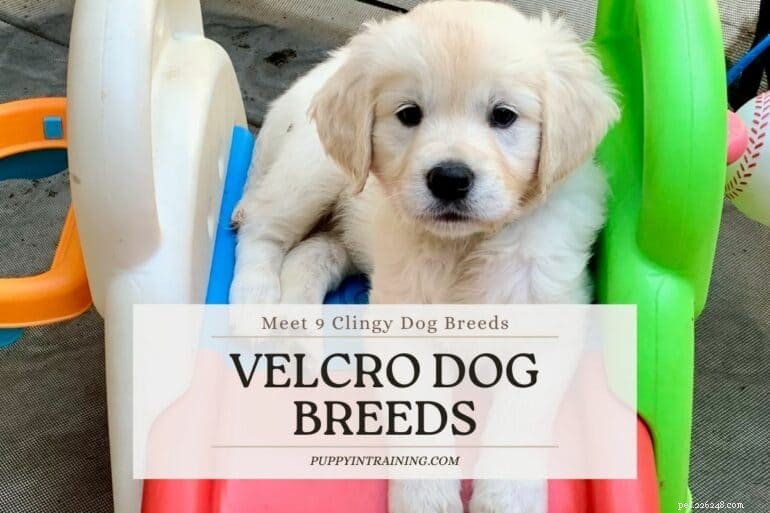 Top 9 Velcro Dog Breeds: Understanding Their Loyalty and Attachment