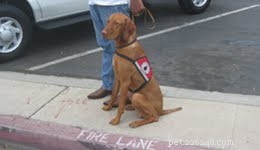 Top 9 Velcro Dog Breeds: Understanding Their Loyalty and Attachment