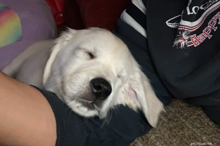 Top 9 Velcro Dog Breeds: Understanding Their Loyalty and Attachment