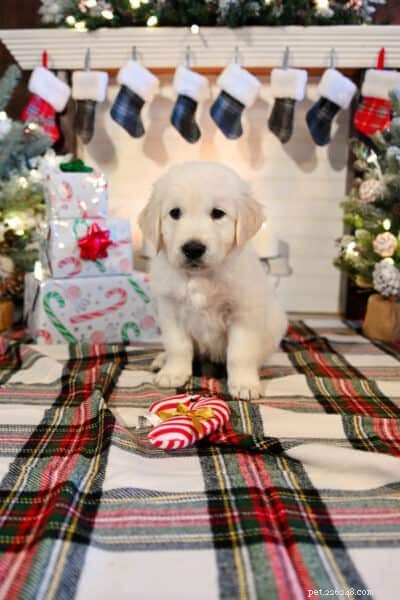 Top 9 Velcro Dog Breeds: Understanding Their Loyalty and Attachment