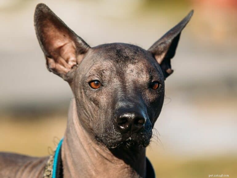 Explore 12 Rare Dog Breeds You Rarely Encounter