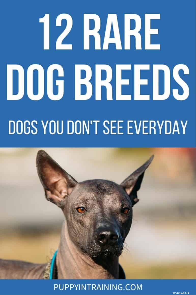 Explore 12 Rare Dog Breeds You Rarely Encounter
