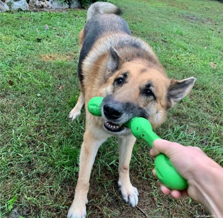 German Shepherd Growth & Weight Chart: Track Your Pup’s Healthy Development