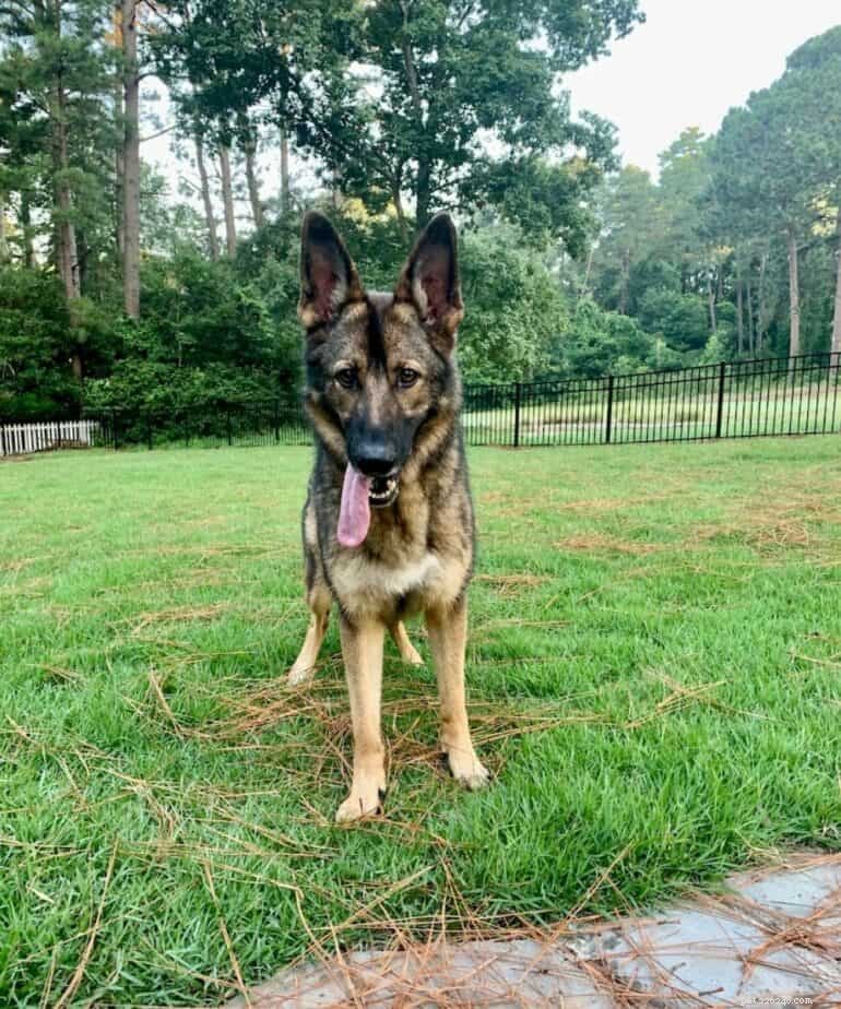 German Shepherd Growth & Weight Chart: Track Your Pup’s Healthy Development