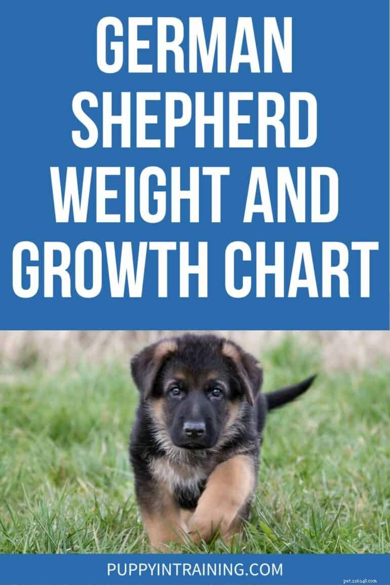 German Shepherd Growth & Weight Chart: Track Your Pup’s Healthy Development