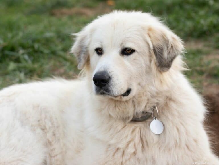 19 Remarkable Big White Dog Breeds for Experienced Owners