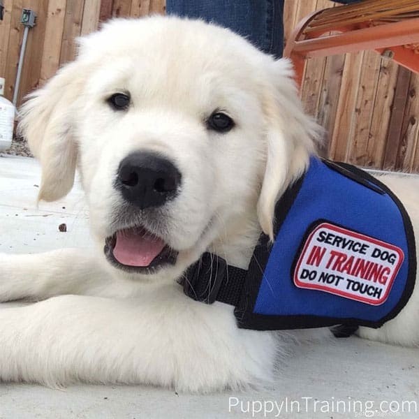 19 Remarkable Big White Dog Breeds for Experienced Owners