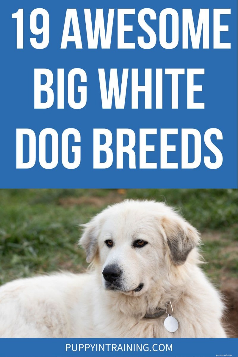 19 Remarkable Big White Dog Breeds for Experienced Owners