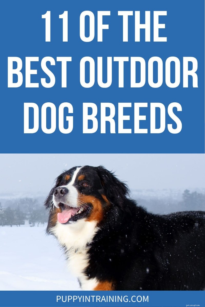 Top 11 Outdoor Dog Breeds for Active Lifestyles