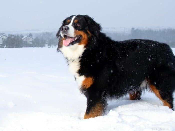 Top 11 Outdoor Dog Breeds for Active Lifestyles