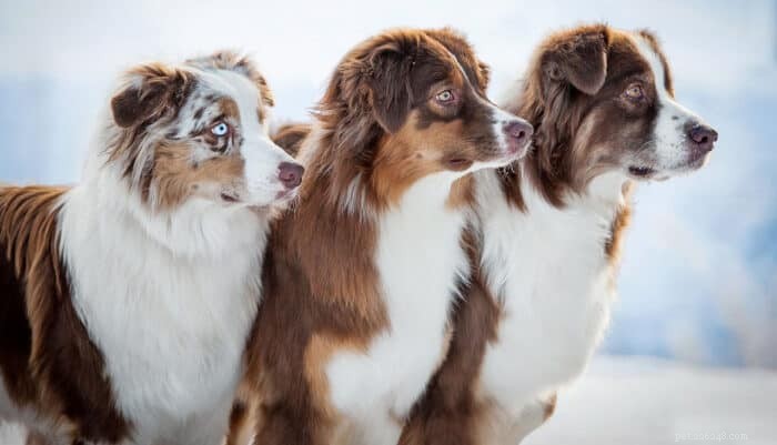 Is an Australian Shepherd Right for You? Pros, Cons, and Care Tips