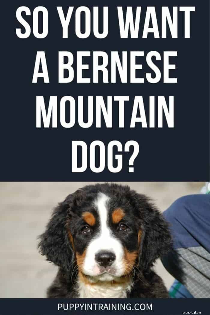 Is a Bernese Mountain Dog Right for You? A Comprehensive Guide