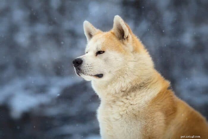 Discover Hachiko: The Loyal Akita Behind the Classic Film
