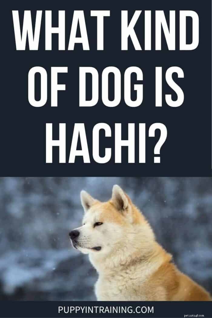 Discover Hachiko: The Loyal Akita Behind the Classic Film