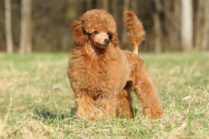 Longevity of Toy Poodles: Expected Lifespan & Influencing Factors