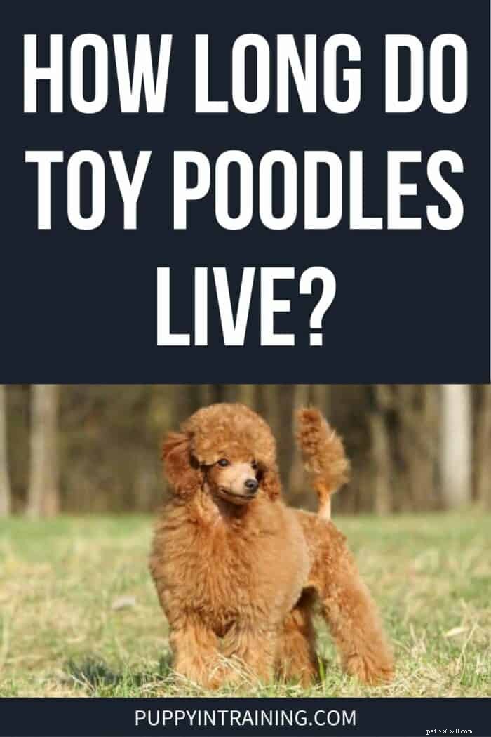Longevity of Toy Poodles: Expected Lifespan & Influencing Factors