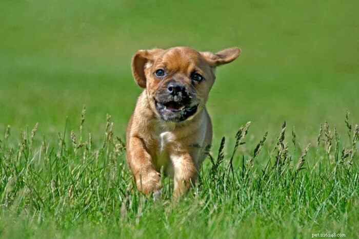 Puggles Uncovered: Health, Temperament, and Why They’re a Smart Choice for Families