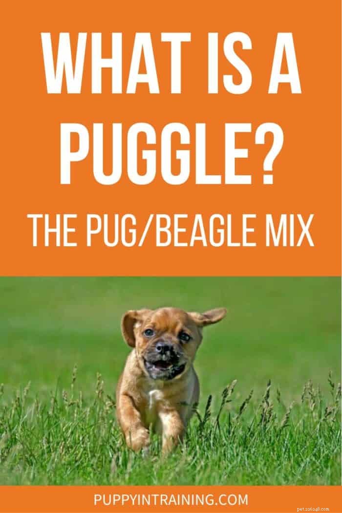 Puggles Uncovered: Health, Temperament, and Why They’re a Smart Choice for Families