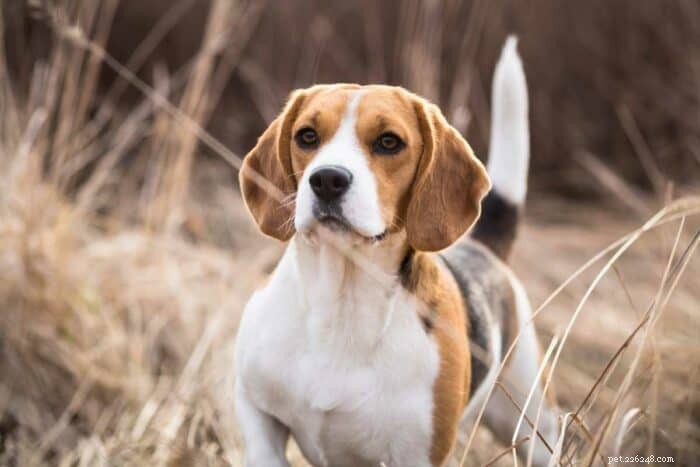 Beagle Costs 101: From Adoption Fees to Ongoing Expenses