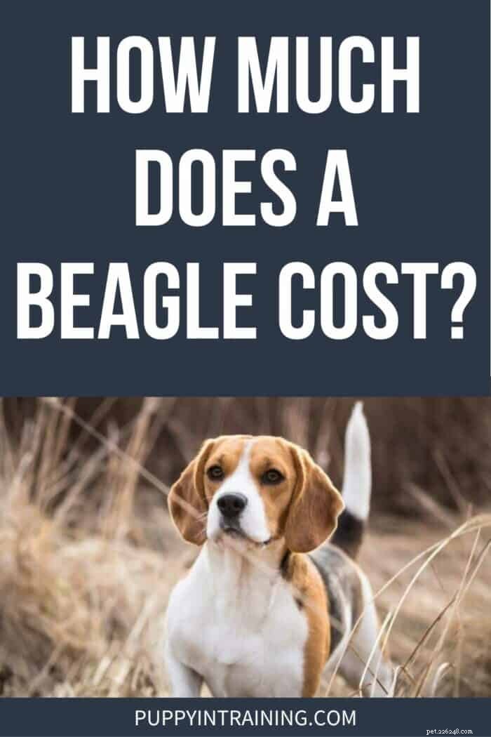 Beagle Costs 101: From Adoption Fees to Ongoing Expenses