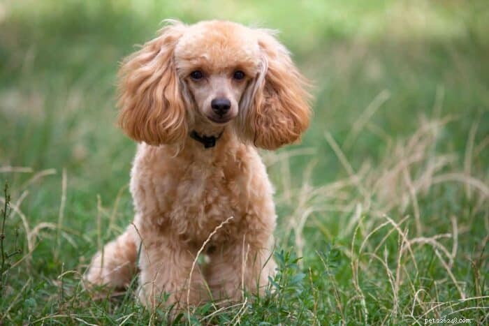 Standard vs Miniature Poodles: Life Expectancy & Health Guide