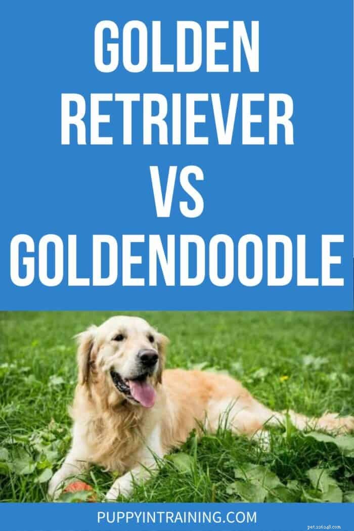 Golden Retrievers vs. Goldendoodles: 5 Key Differences Explained
