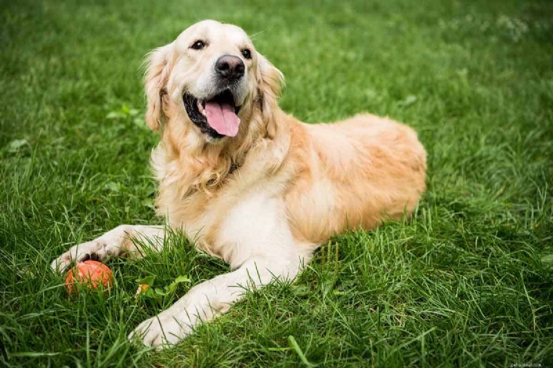 Discover Your Golden Retriever’s Intelligence: A Guide to Their Cognitive Abilities
