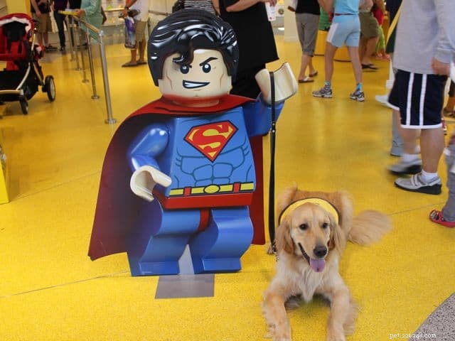 Discover Your Golden Retriever’s Intelligence: A Guide to Their Cognitive Abilities