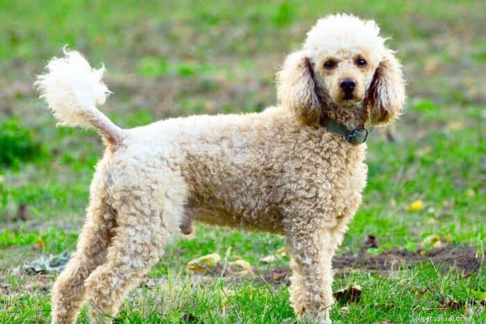 Poodles vs. Goldendoodles: 6 Key Differences Explained