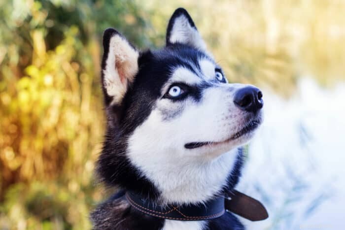 9 Rare Blue‑Eyed Dog Breeds: Stunning, Fascinating, and Highly Coveted