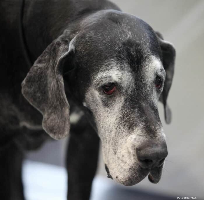 Great Dane Lifespan: How Long Do They Live & Ways to Extend Their Years