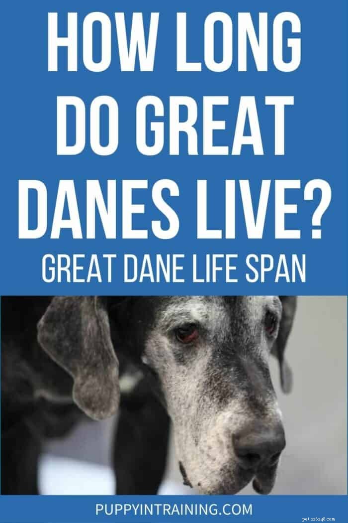 Great Dane Lifespan: How Long Do They Live & Ways to Extend Their Years