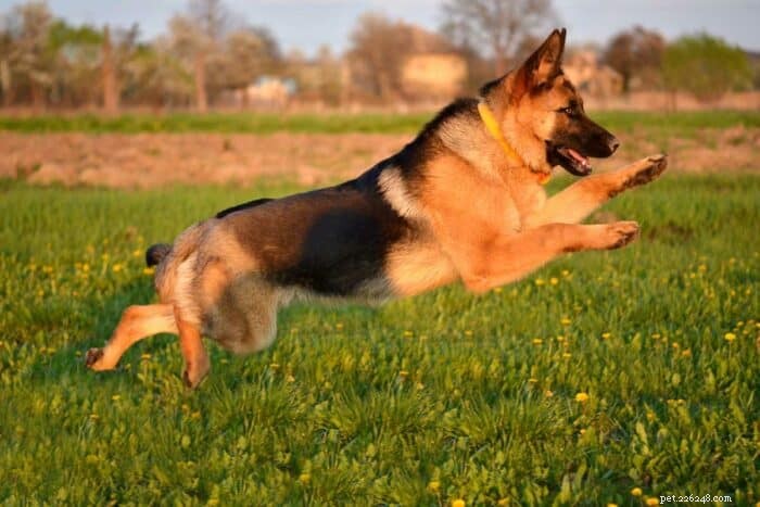 Choosing the Perfect Name for Your German Shepherd Puppy – Top Suggestions & Tips
