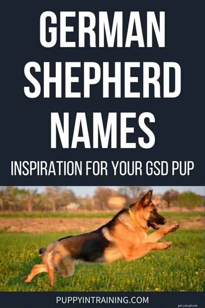 Choosing the Perfect Name for Your German Shepherd Puppy – Top Suggestions & Tips