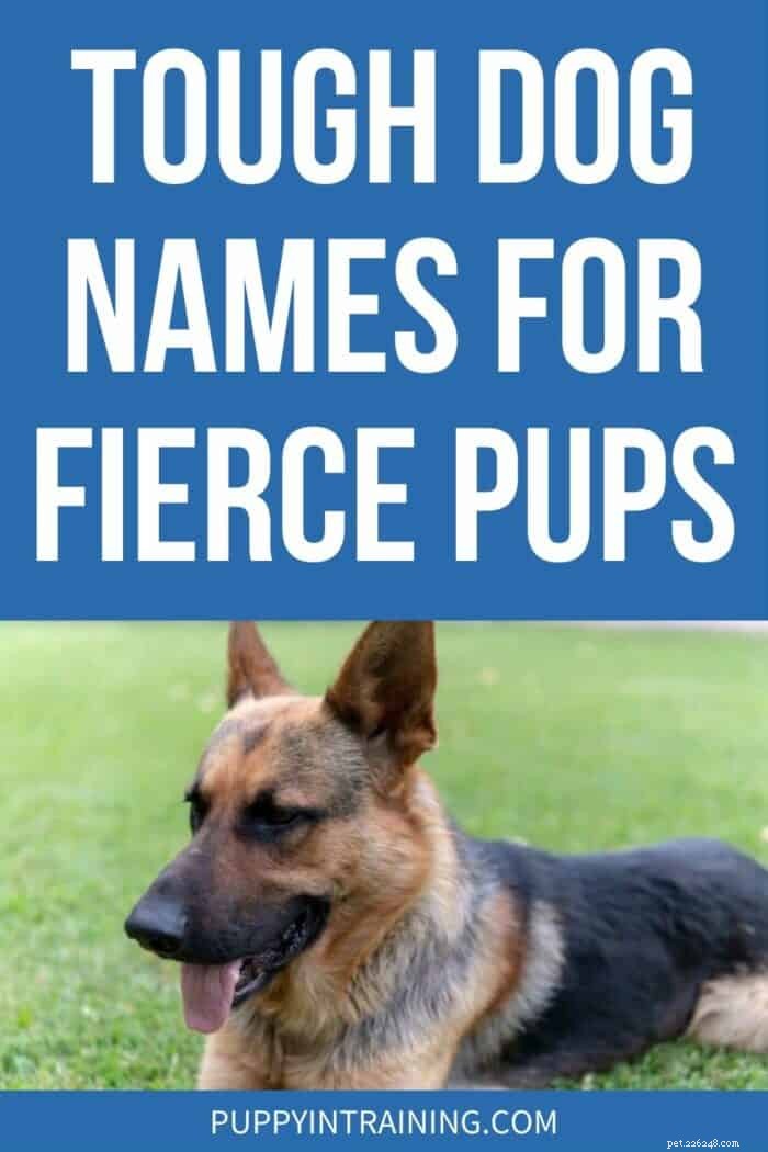 Strong & Bold: The Best Tough Dog Names for Fierce Pups