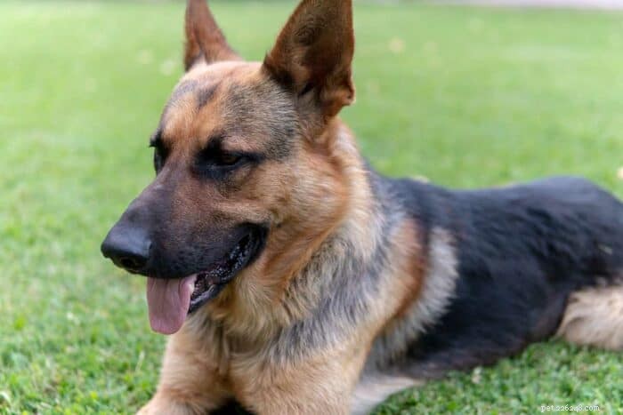 Strong & Bold: The Best Tough Dog Names for Fierce Pups