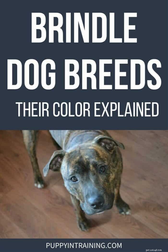 Brindle Dogs Explained: Coat Colors, Common Breeds, and Care Tips