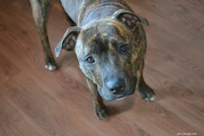 Brindle Dogs Explained: Coat Colors, Common Breeds, and Care Tips