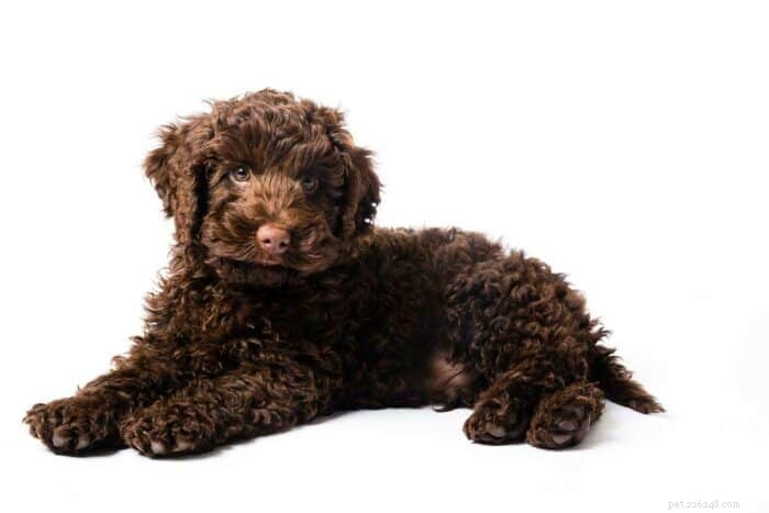 Mini Labradoodles: The Ideal Family Companion