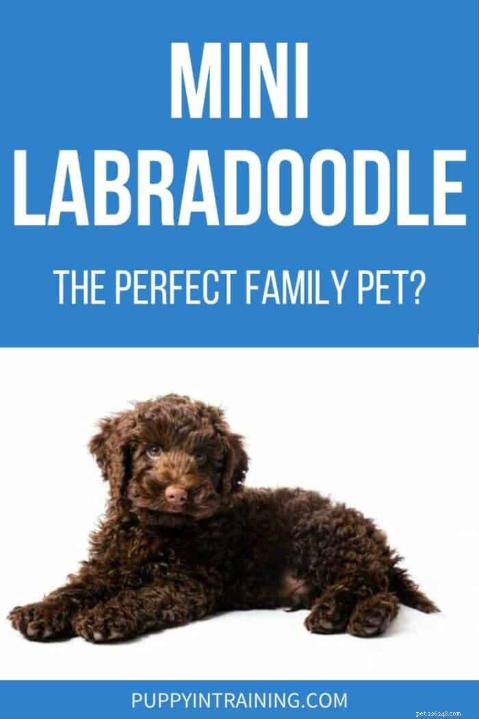 Mini Labradoodles: The Ideal Family Companion